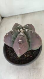 ASTROPHYTUM cv KIKKO Nº 973 – vaso 15 - Imagem 6