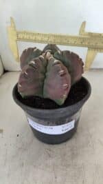 ASTROPHYTUM cv KIKKO Nº 973 – vaso 15 - Imagem 4