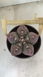 ASTROPHYTUM cv KIKKO Nº 973 – vaso 15