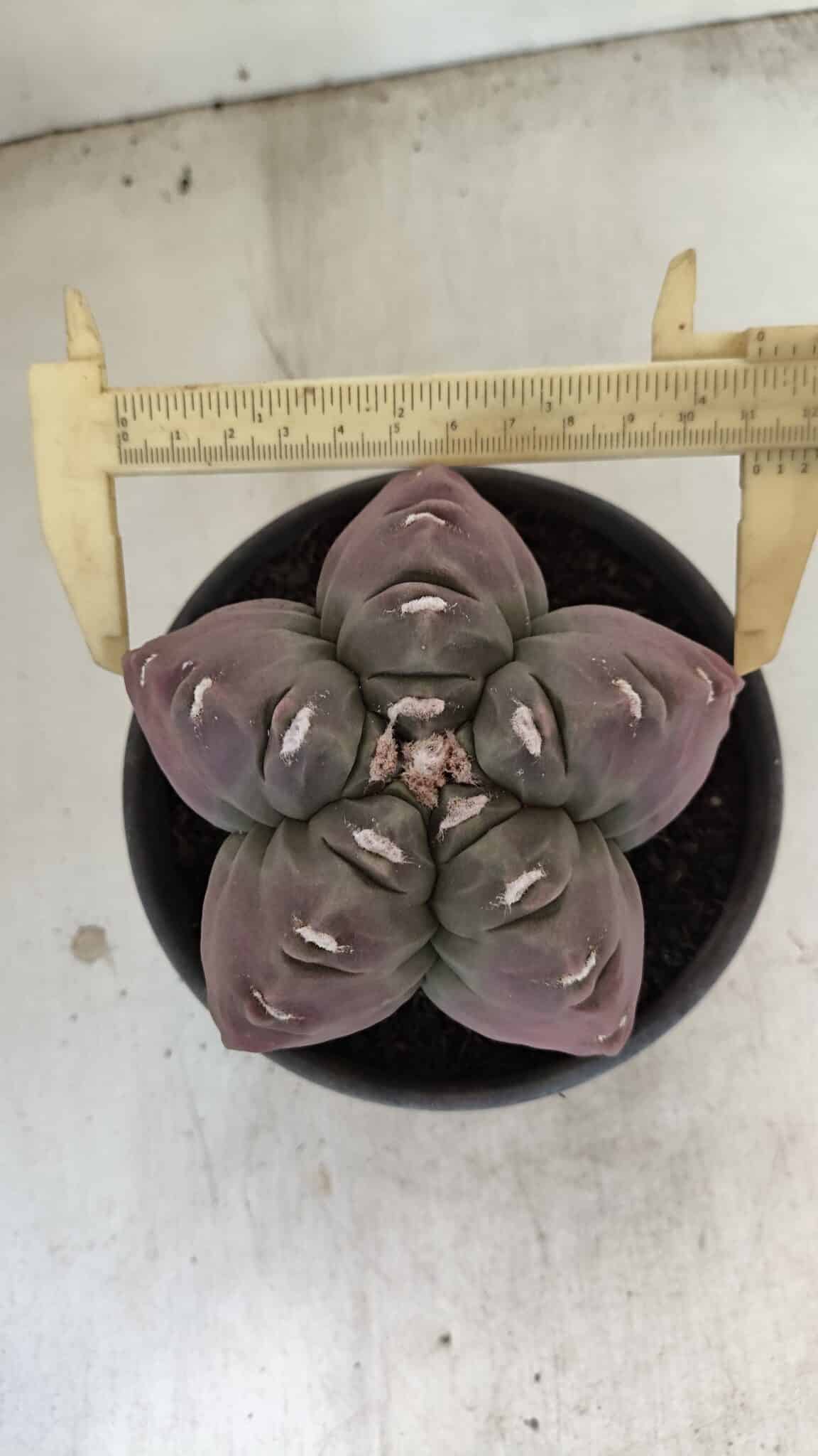 KIKKO 973 (8) ASTROPHYTUM cv KIKKO Nº 973 – vaso 15 - Imagem 1