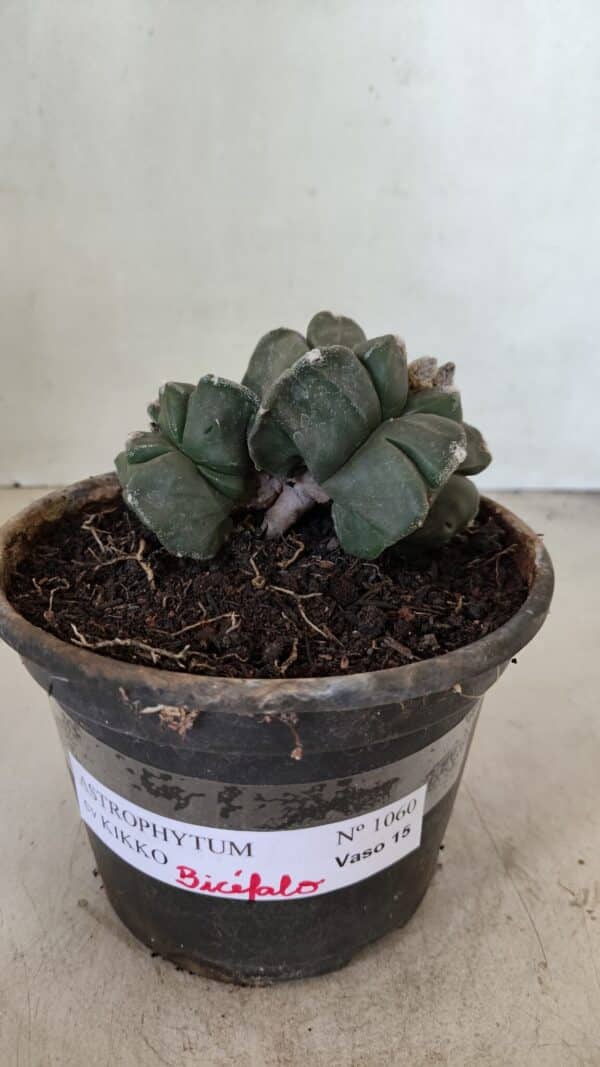 ASTROPHYTUM cv KIKKO "Bicéfalo 4 e 5 Quinas"  Nº 1060 – vaso 15 - Imagem 1