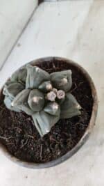 ASTROPHYTUM cv KIKKO "Bicéfalo 4 e 5 Quinas"  Nº 1060 – vaso 15 - Imagem 7