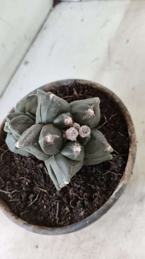 ASTROPHYTUM cv KIKKO "Bicéfalo 4 e 5 Quinas"  Nº 1060 – vaso 15 - Imagem 7