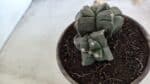 ASTROPHYTUM cv KIKKO "Bicéfalo 4 e 5 Quinas"  Nº 1060 – vaso 15 - Imagem 5