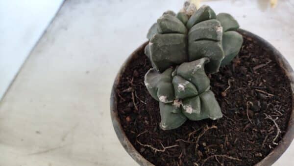 ASTROPHYTUM cv KIKKO "Bicéfalo 4 e 5 Quinas"  Nº 1060 – vaso 15 - Imagem 5