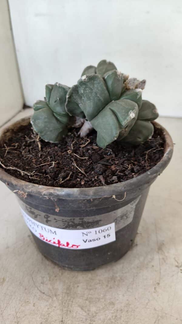 ASTROPHYTUM cv KIKKO "Bicéfalo 4 e 5 Quinas"  Nº 1060 – vaso 15 - Imagem 10