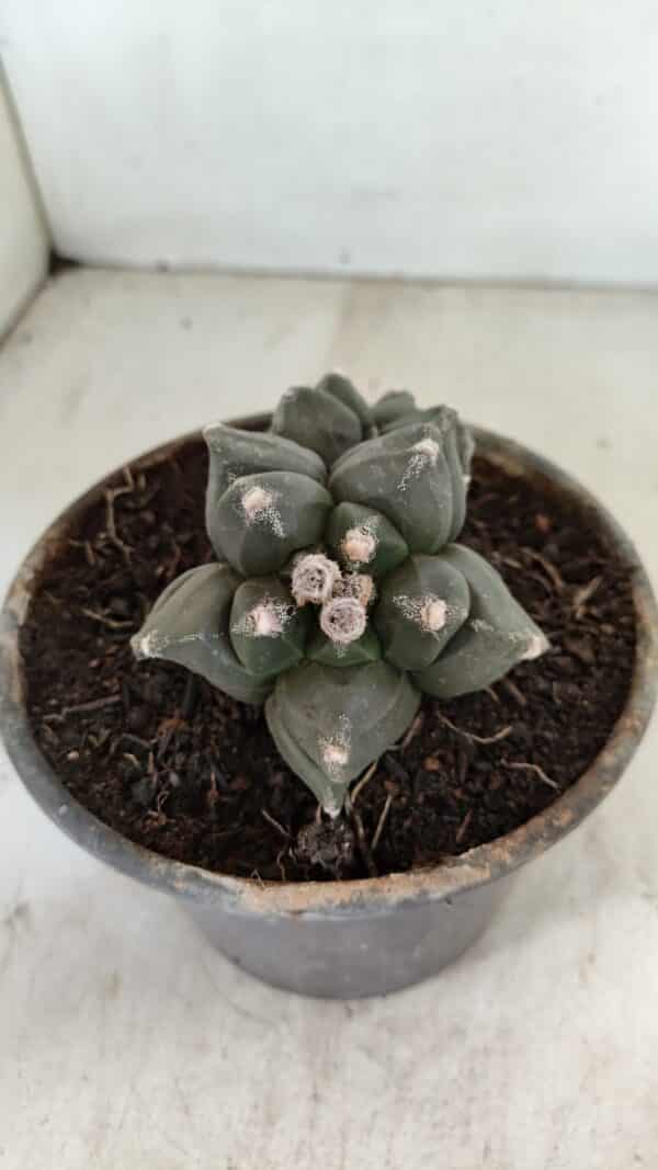 ASTROPHYTUM cv KIKKO "Bicéfalo 4 e 5 Quinas"  Nº 1060 – vaso 15 - Imagem 9
