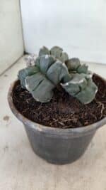 ASTROPHYTUM cv KIKKO "Bicéfalo 4 e 5 Quinas"  Nº 1060 – vaso 15 - Imagem 8