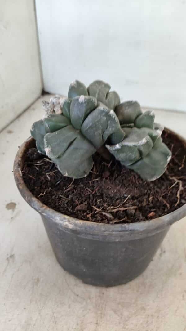 ASTROPHYTUM cv KIKKO "Bicéfalo 4 e 5 Quinas"  Nº 1060 – vaso 15 - Imagem 8
