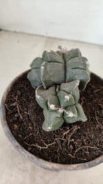 ASTROPHYTUM cv KIKKO "Bicéfalo 4 e 5 Quinas"  Nº 1060 – vaso 15 - Imagem 3