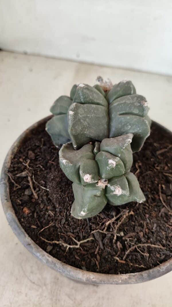 ASTROPHYTUM cv KIKKO "Bicéfalo 4 e 5 Quinas"  Nº 1060 – vaso 15 - Imagem 3