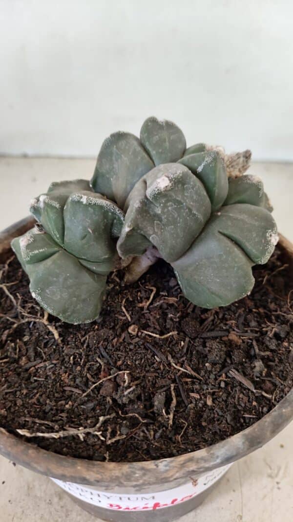 ASTROPHYTUM cv KIKKO "Bicéfalo 4 e 5 Quinas"  Nº 1060 – vaso 15 - Imagem 6