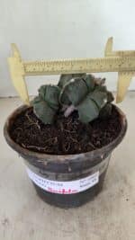 ASTROPHYTUM cv KIKKO "Bicéfalo 4 e 5 Quinas"  Nº 1060 – vaso 15 - Imagem 4