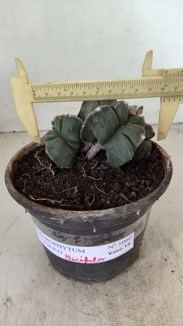 ASTROPHYTUM cv KIKKO "Bicéfalo 4 e 5 Quinas"  Nº 1060 – vaso 15 - Imagem 4