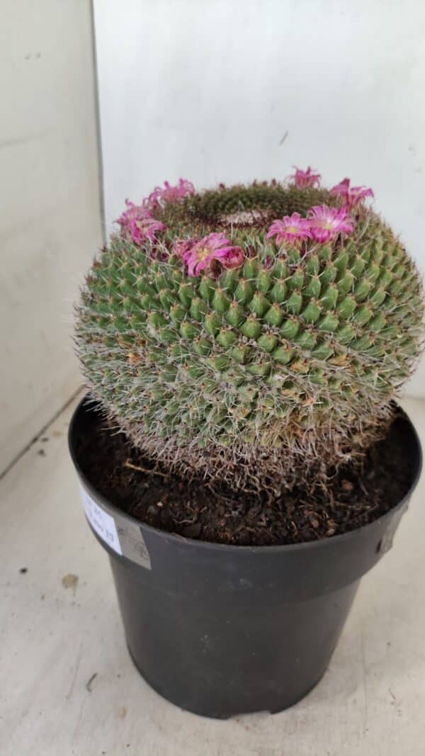 CACTOS Mammillaria Nº 85 – vaso 17 - Imagem 6