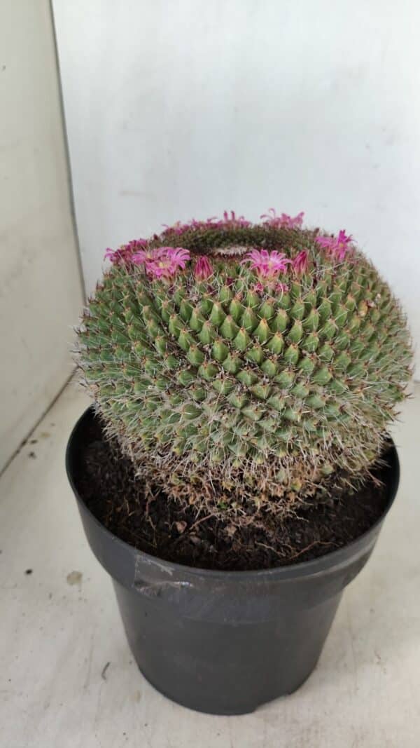 CACTOS Mammillaria Nº 85 – vaso 17 - Imagem 7