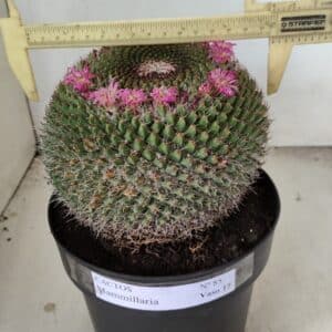 CACTOS Mammillaria Nº 85 – vaso 17