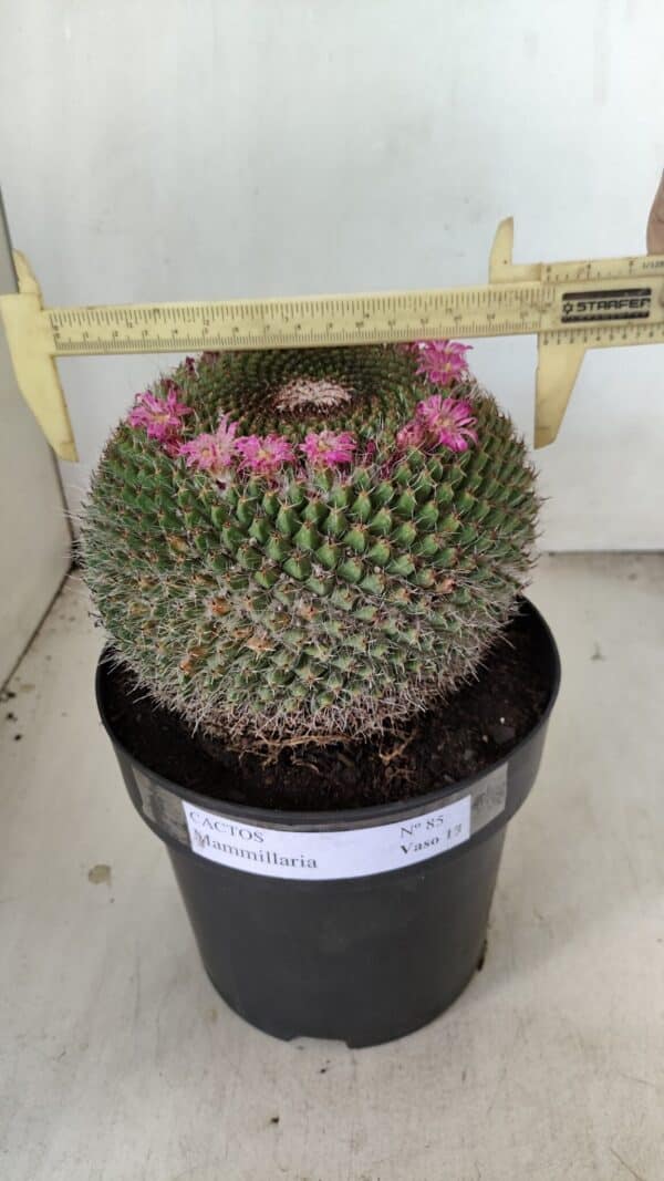 CACTOS Mammillaria Nº 85 – vaso 17 - Imagem 1