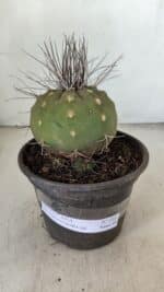 MATUCANA MADISONIORUM Nº 330 – vaso 15 - Imagem 2