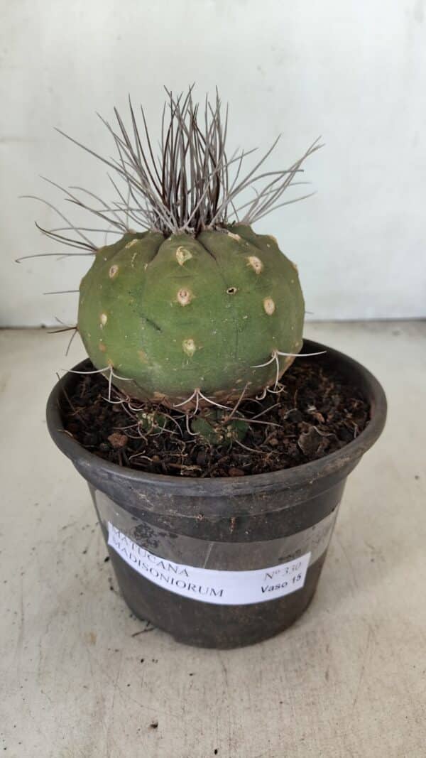 MATUCANA MADISONIORUM Nº 330 – vaso 15 - Imagem 2