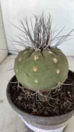 MATUCANA MADISONIORUM Nº 330 – vaso 15 - Imagem 9