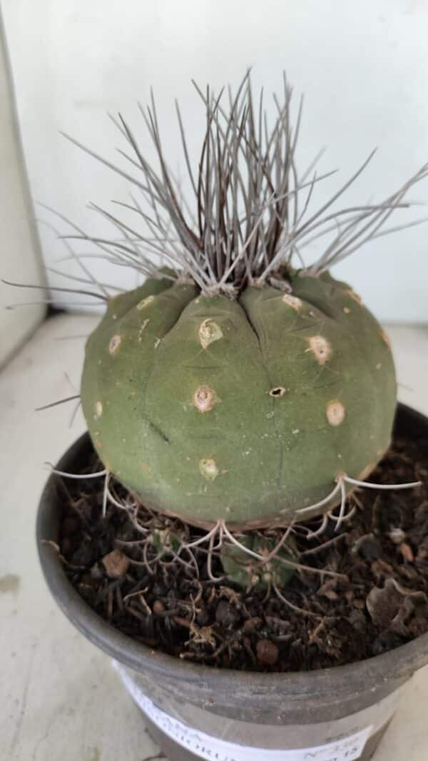 MATUCANA MADISONIORUM Nº 330 – vaso 15 - Imagem 9