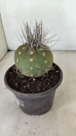 MATUCANA MADISONIORUM Nº 330 – vaso 15 - Imagem 8