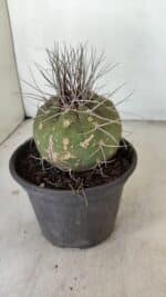 MATUCANA MADISONIORUM Nº 330 – vaso 15 - Imagem 7