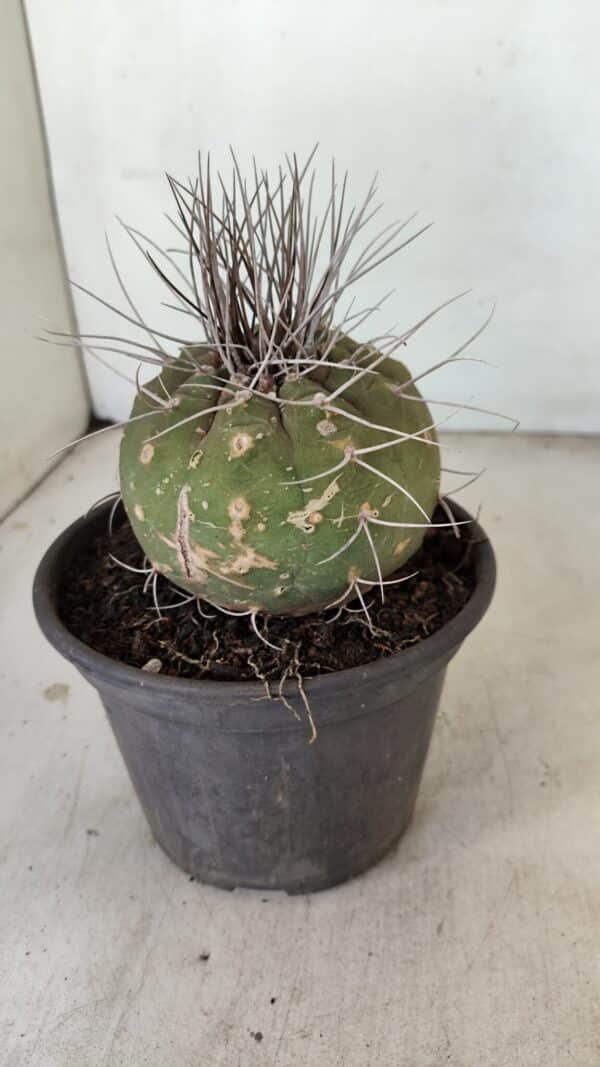 MATUCANA MADISONIORUM Nº 330 – vaso 15 - Imagem 7