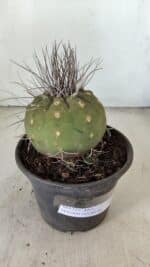 MATUCANA MADISONIORUM Nº 330 – vaso 15 - Imagem 6