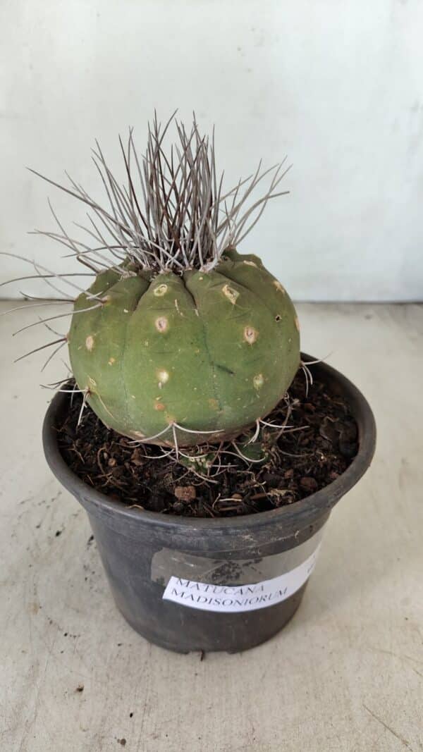 MATUCANA MADISONIORUM Nº 330 – vaso 15 - Imagem 6