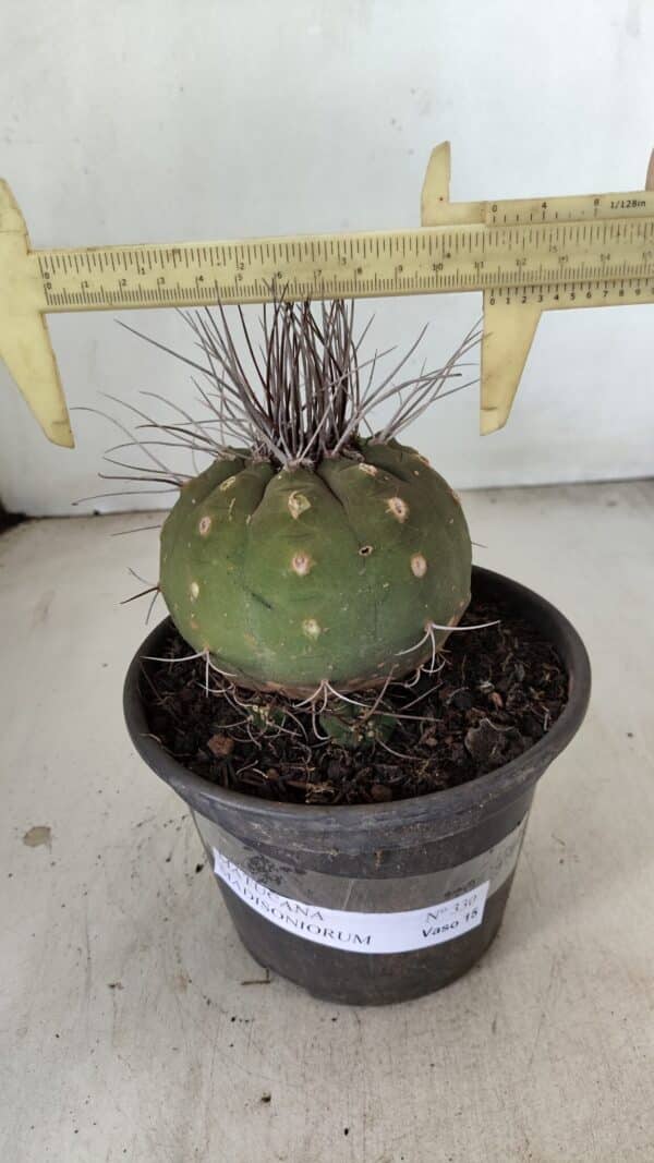 MATUCANA MADISONIORUM Nº 330 – vaso 15 - Imagem 1