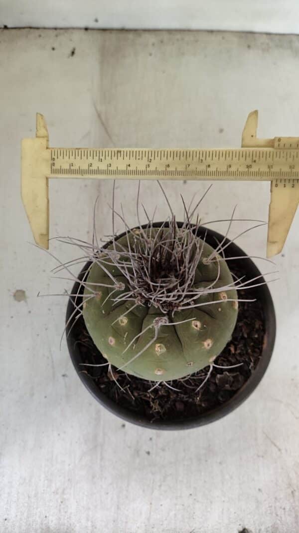 MATUCANA MADISONIORUM Nº 330 – vaso 15 - Imagem 4