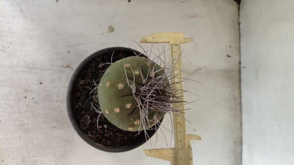 MATUCANA MADISONIORUM Nº 330 – vaso 15 - Imagem 5