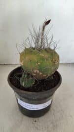 MATUCANA MADISONIORUM Nº 331 – vaso 15 - Imagem 2