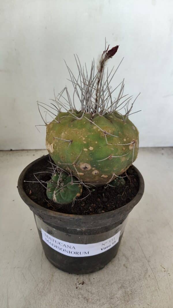 MATUCANA MADISONIORUM Nº 331 – vaso 15 - Imagem 2