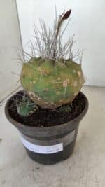 MATUCANA MADISONIORUM Nº 331 – vaso 15 - Imagem 8