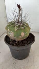 MATUCANA MADISONIORUM Nº 331 – vaso 15 - Imagem 7