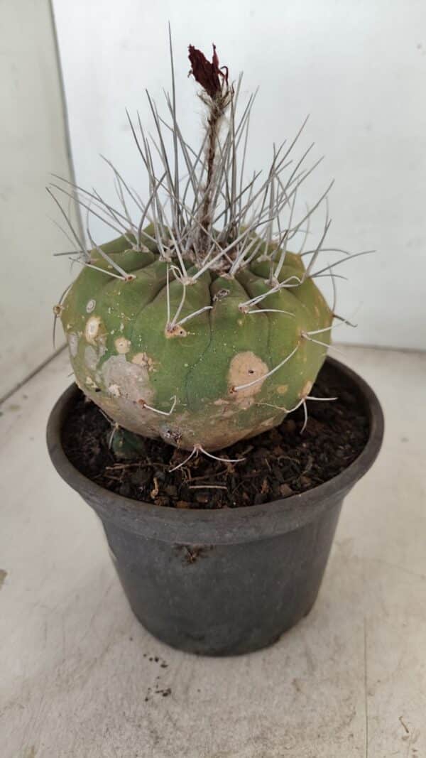 MATUCANA MADISONIORUM Nº 331 – vaso 15 - Imagem 7