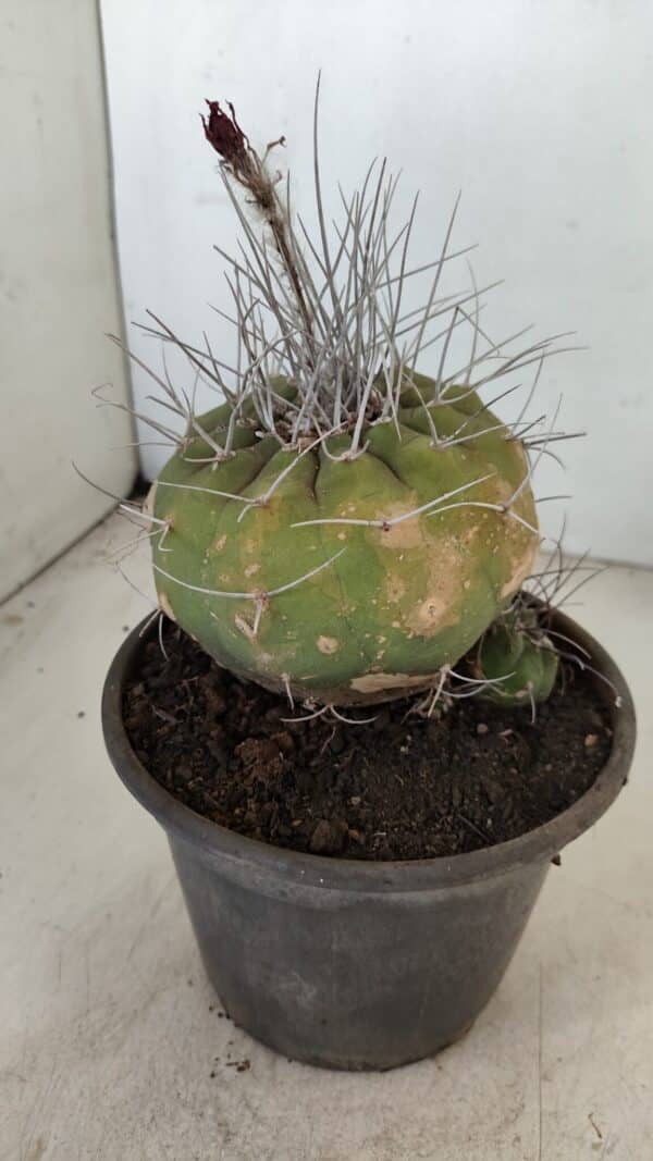 MATUCANA MADISONIORUM Nº 331 – vaso 15 - Imagem 6