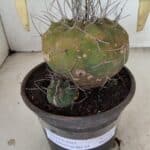 MATUCANA MADISONIORUM Nº 331 – vaso 15