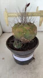MATUCANA MADISONIORUM Nº 331 – vaso 15