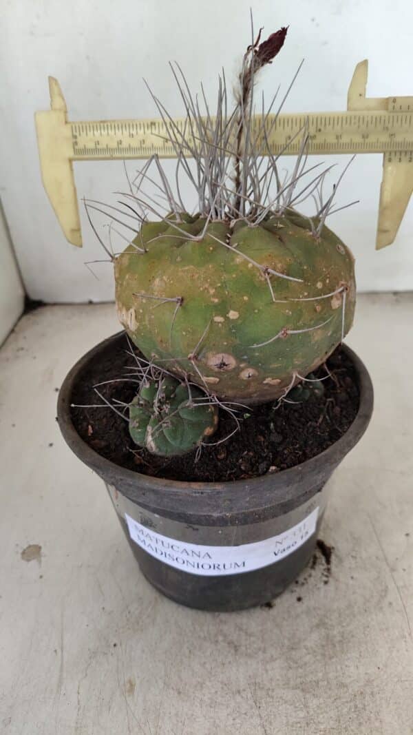 MATUCANA MADISONIORUM Nº 331 – vaso 15 - Imagem 1