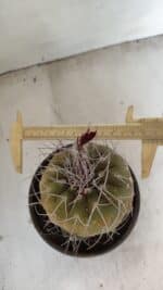 MATUCANA MADISONIORUM Nº 331 – vaso 15 - Imagem 5