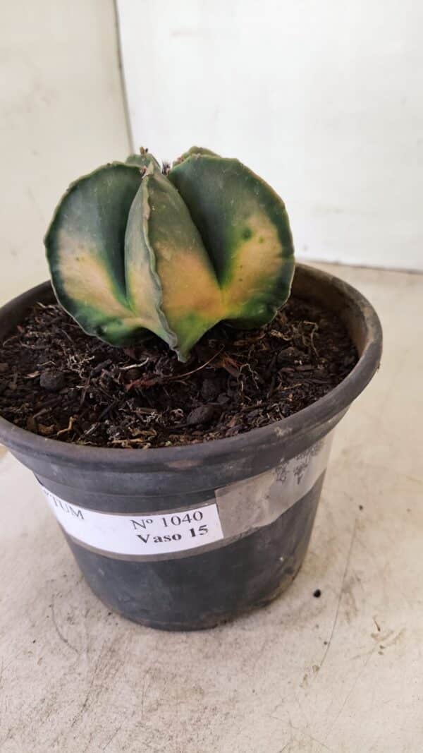 ASTROPHYTUM MYRIOSTIGMA "Variegata" Nº 1040 – vaso 15 - Imagem 6