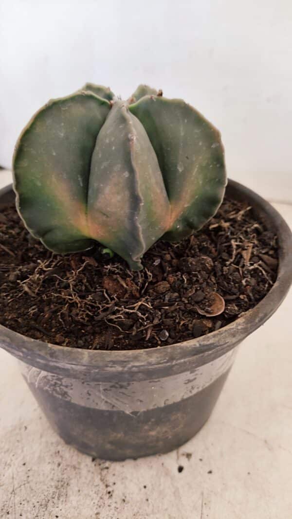 ASTROPHYTUM MYRIOSTIGMA "Variegata" Nº 1040 – vaso 15 - Imagem 8