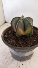 ASTROPHYTUM MYRIOSTIGMA "Variegata" Nº 1040 – vaso 15 - Imagem 7