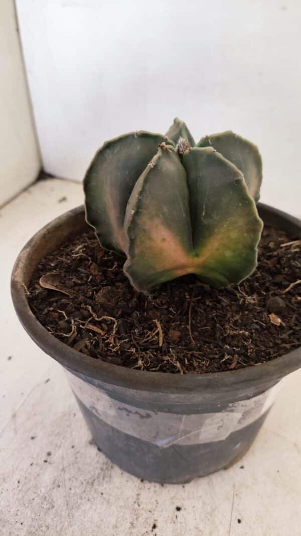 ASTROPHYTUM MYRIOSTIGMA "Variegata" Nº 1040 – vaso 15 - Imagem 7