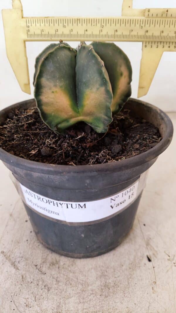 ASTROPHYTUM MYRIOSTIGMA "Variegata" Nº 1040 – vaso 15 - Imagem 1