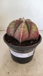 ASTROPHYTUM MYRIOSTIGMA Nº 1055 – vaso 15 - Imagem 2